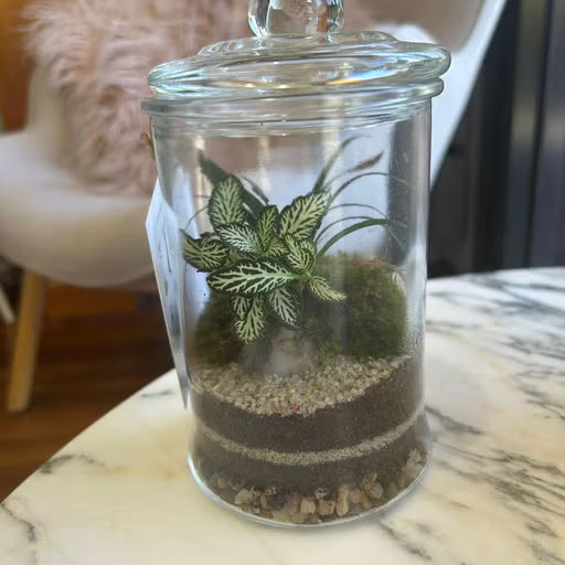 The Gorge Terrarium - Medium