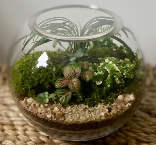 Lush Bowl Terrarium (mini)