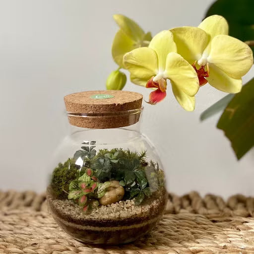 The Hill - Terrarium