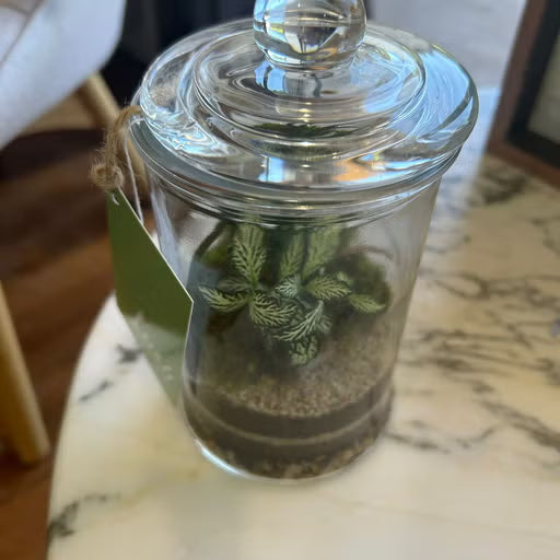 The Gorge Terrarium - Medium