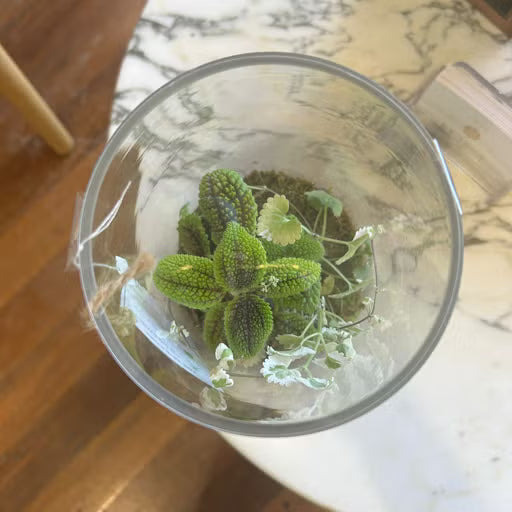 Flinders Terrarium - Large + Rose Quartz